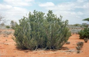 Cordeauxia edulis in Somalia - gums and resins