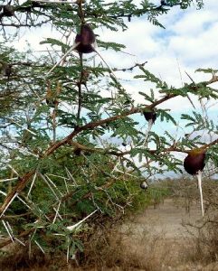 the-whistling-thorn-acacia